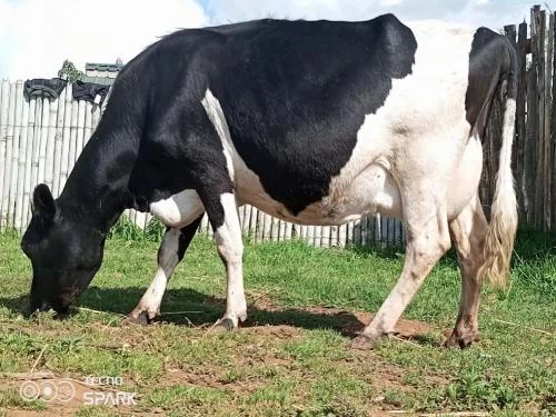 Frishian dairy cow