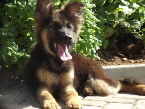 TRAINED German Shepherd Puppy