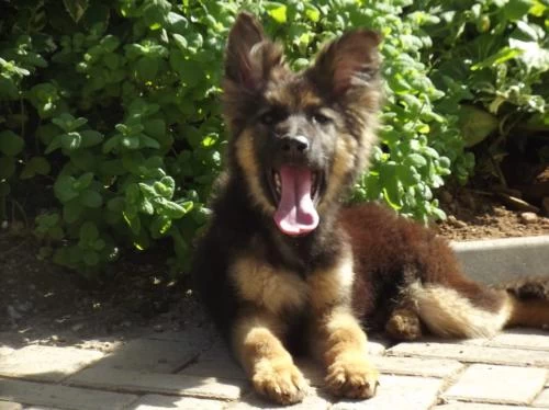 TRAINED German Shepherd Puppy