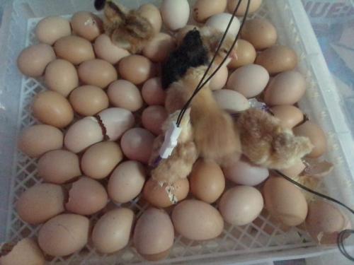 112eggs incubators 