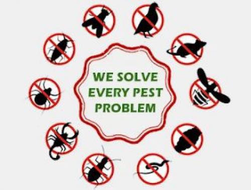 Bedbugs and cockroaches