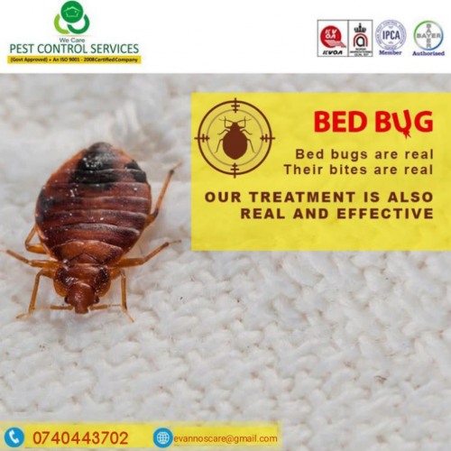 FUMIGATION INSECTS