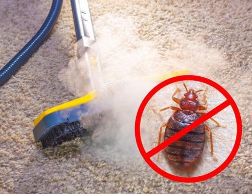 Bedbugs/cockroache solution