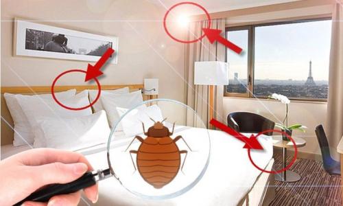 Bedbugs control