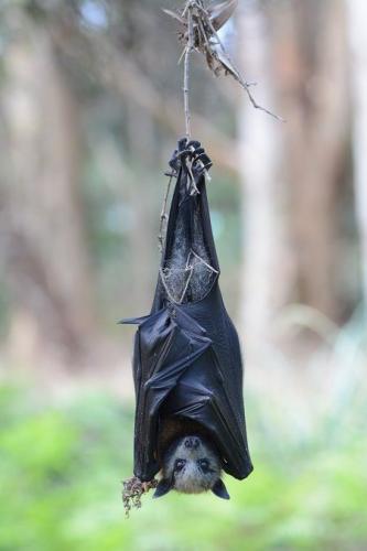 Bats FUMIGATION SERVICES