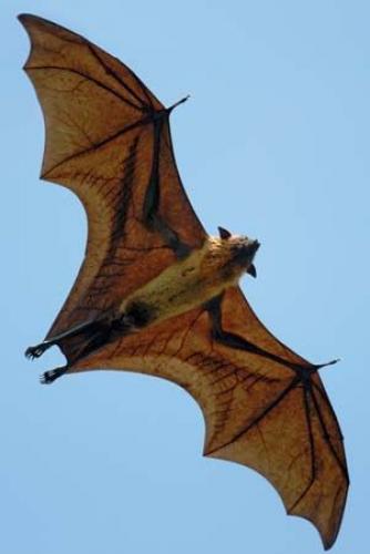 Bats Control