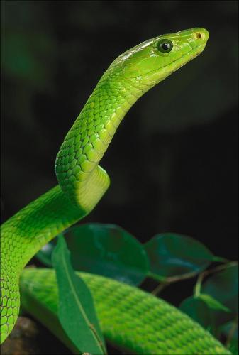 SNAKES FUMIGATION