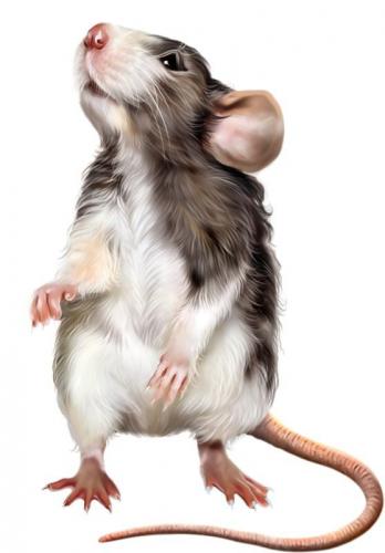 Rats FUMIGATION SERVICES
