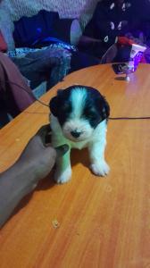 Zeta veterinary centre